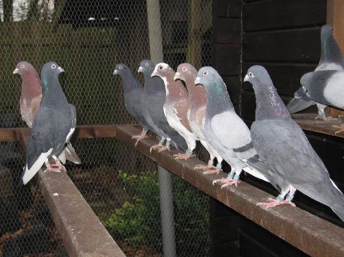 mahutian tipplers pigeon