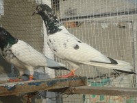 Teddy Kabootar 012