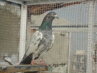 Teddy Kabootar 013