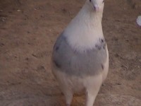 Toğiy