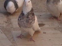 Toğiy