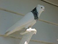 Toğiy