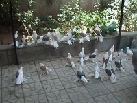 Hamedan