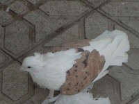 Hamedan