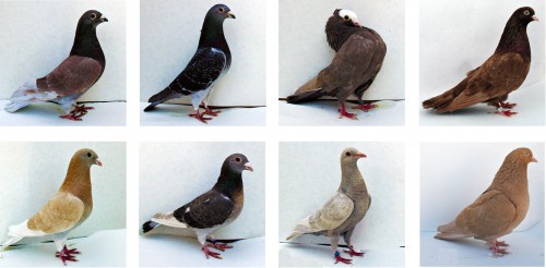 Fig1_v7