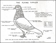 A-Standard-for-the-Flying-Tippler-2-03