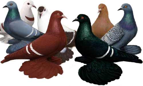 ColorPigeons