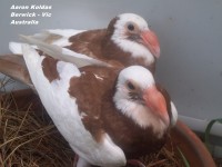 Ersoy Koldas scanderoon pigeons 008