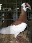 Ersoy Koldas scanderoon pigeons 010