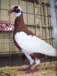 Ersoy Koldas scanderoon pigeons 022