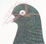 Orientalische Roller 016