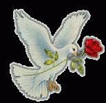 gif guvercin resimleri 006