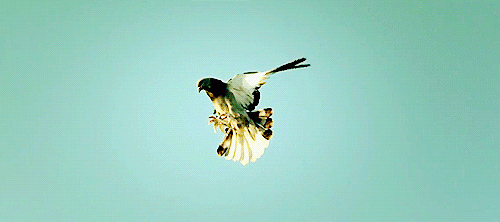 gif guvercin taklaci