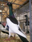 magpie pigeons003