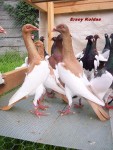 magpie pigeons019