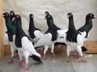 magpie pigeons027