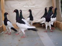 magpie pigeons028
