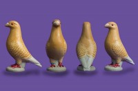 pigeon biblo 004