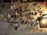pigeon biblo 011