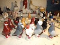 pigeon biblo 012