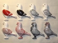 pigeon biblo 013