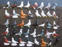 pigeon biblo 015