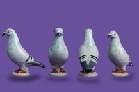 pigeon biblo 017