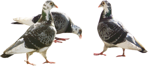 png guvercin resimleri 002