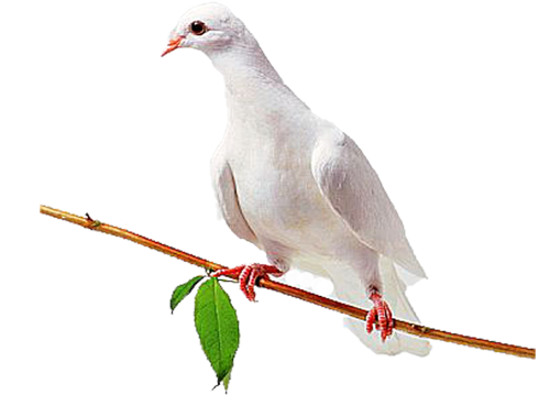 png guvercin resimleri 003