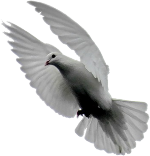 png guvercin resimleri 004