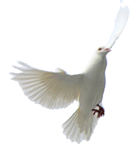 png guvercin resimleri 005
