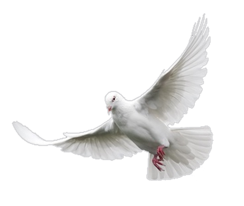 png guvercin resimleri 006