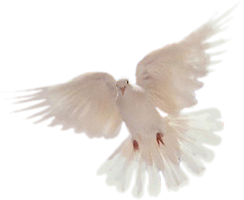 png guvercin resimleri 008