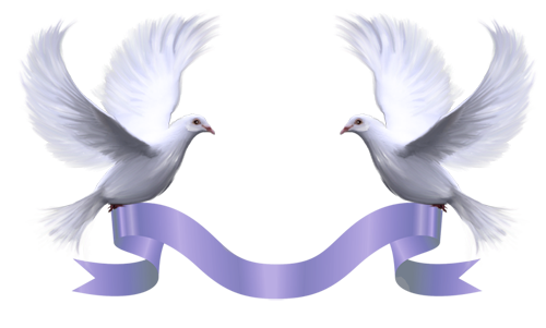 png guvercin resimleri 009