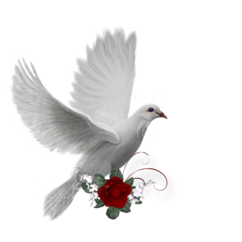 png guvercin resimleri 018