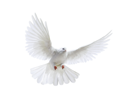 png guvercin resimleri 019