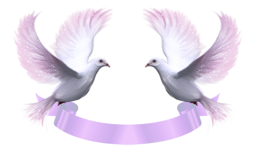 png guvercin resimleri 021