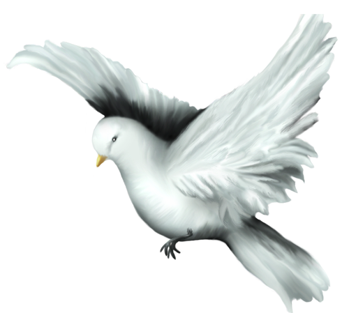 png guvercin resimleri 022