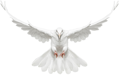 png guvercin resimleri 025