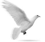 png guvercin resimleri 026