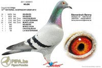 posta guvercinleri 025