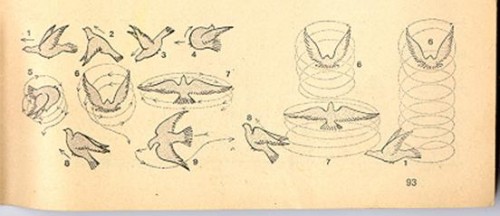 orientalroller pigeons