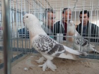 en guzel takla guvercinleri 001