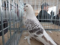 en guzel takla guvercinleri 002