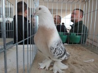 en guzel takla guvercinleri 003