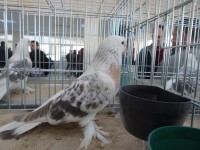 en guzel takla guvercinleri 004