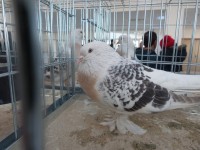 en guzel takla guvercinleri 005