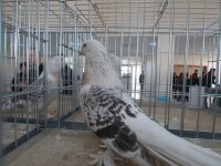 en guzel takla guvercinleri 006