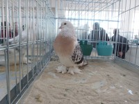 en guzel takla guvercinleri 008