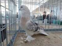 en guzel takla guvercinleri 009